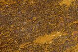 Polished Coquina Jasper Slab - India #130904-1